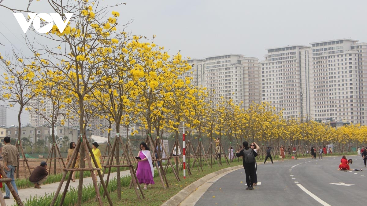 Colourful flowers adorn streets of Hanoi during spring